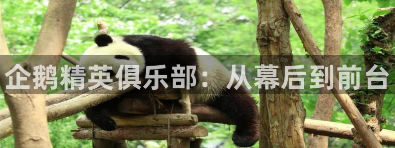 小艾电竞app官网：企鹅精英俱乐部：从幕后到前台